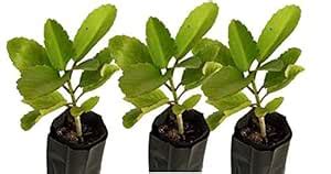Cloud Farm Live Patharchatta/Bryophyllum Pinnatum/Miracle Leaf/Panfuti ...