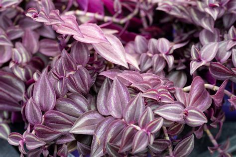 Plant With Purple Flowers