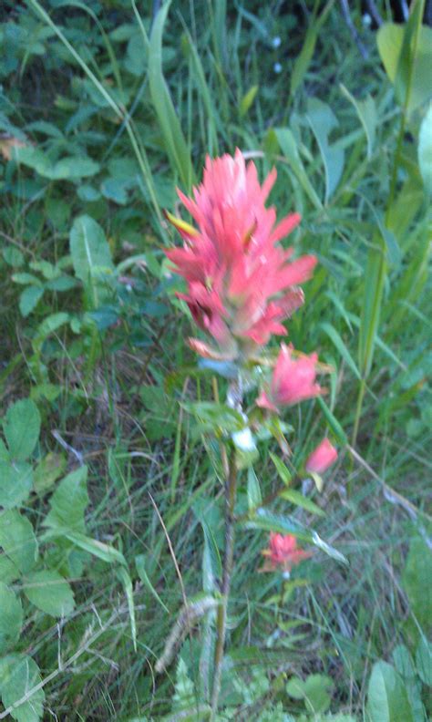 Indian Paintbrush | Indian paintbrush, Plants, Garden