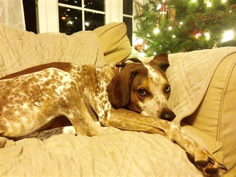 American English Coonhound Dog Breed Information, Pictures ...