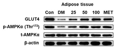 Anti-Diabetic Effect of a Shihunine-Rich Extract of Dendrobium ...