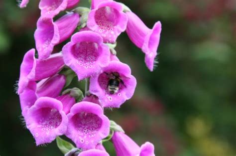 Bing Search IPA Key 的图像结果