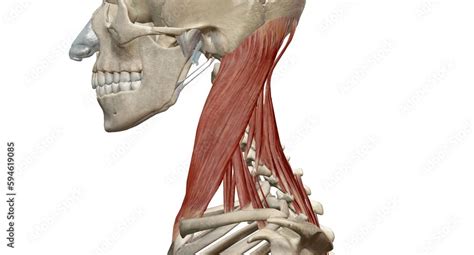 Image result for Contralateral Head Rotation