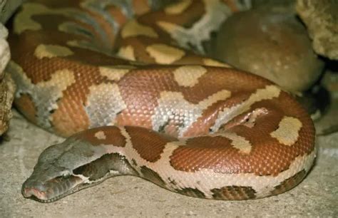 Image result for Blood Python Snakes