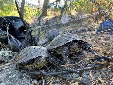 Image result for Python Removal Rabbits