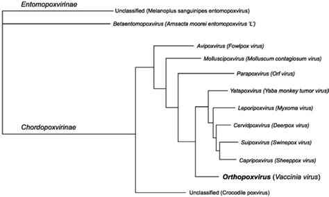 Orthopoxvirus Genome Evolution: The Role of Gene Loss