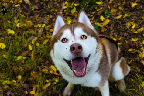 Fun Facts About Huskies