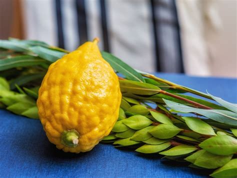 Etrog Fruit Information - What Is An Etrog And Care Of Citron