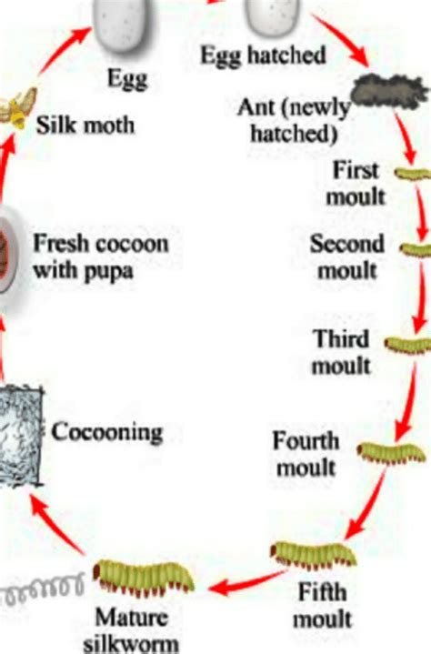 explain the process of silk formation ? Related: Short Notes - Fibre to ...