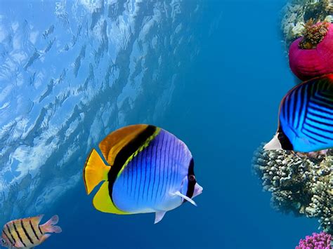 Download wallpaper 1600x1200 under water, coral, fish, sea, ocean ...