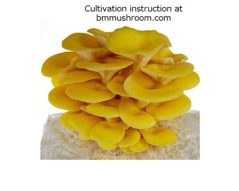 Golden Yellow Oyster Mushroom Spawn (Pleurotus citrinopileatus) | BM ...