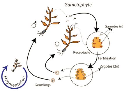Life Cycle Of Sargassum, Vegetative & Sexual Reproduction in Sargassum