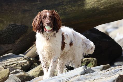 Image result for SDR Decoding