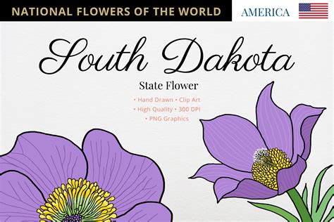 What Is The State Flower For South Dakota at Jennifer Dermody blog