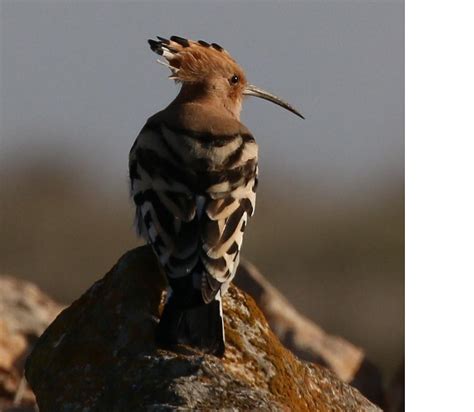 BARCELONA BIRDING POINT (2026) All You Need to Know BEFORE You Go (with ...