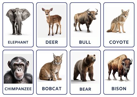 Adventure Flashcard 的图像结果