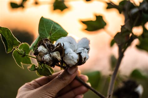 Cotton Wash Cloths - Bhumi Organic Cotton (AU)