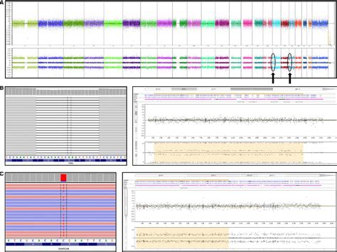 Image result for CytoScan Microarray OncoScan