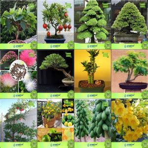 creative farmer Bonsai Seeds : Bonsai Suitable Plant Seeds Combo Ficus ...