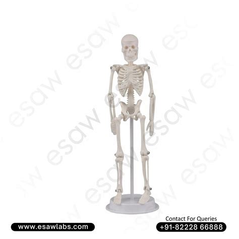 Buy Tiny Human Skeleton Model – 21 CM – High-Quality PVC | ESAW India