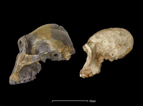 Australopithecus Habilis 的图像结果