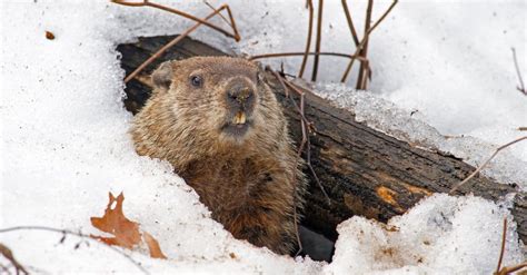 Woodchuck vs Beaver: 5 Key Differences - A-Z Animals