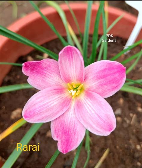 Rarai rain Lily bulb – ASHIYANA STORE