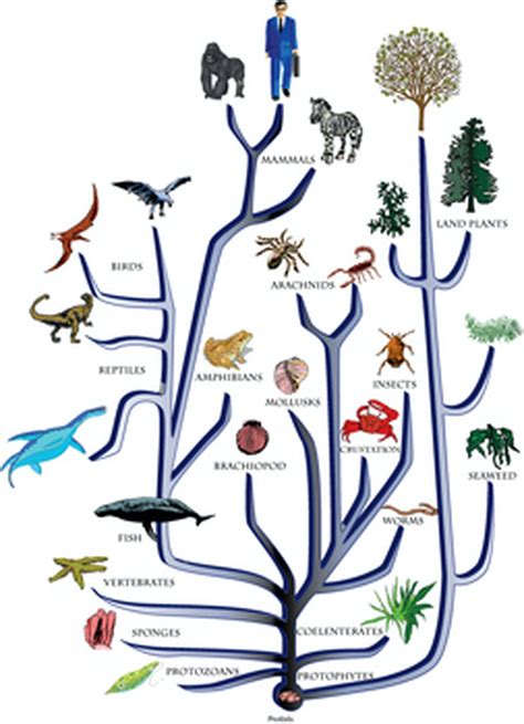 Image result for Life Evolution Tree