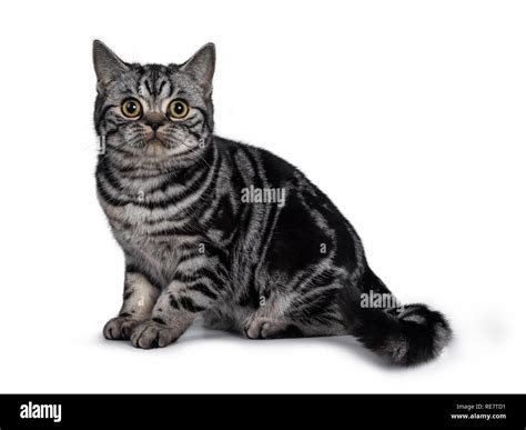 Dark Grey Tabby Cat