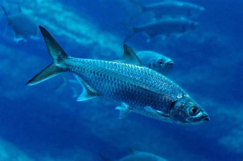 Do Fish Have Hearts? Everything You Need to Know!