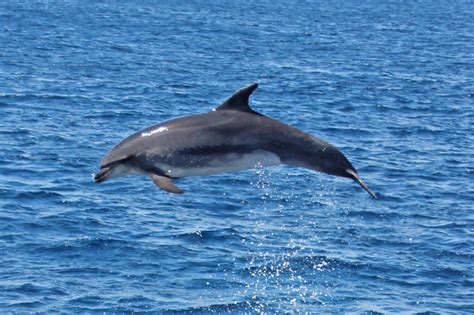 One day of somersaults