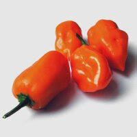 Mexican Habanero Chilli Pepper (Capsicum chinense) - approx. 10 seeds