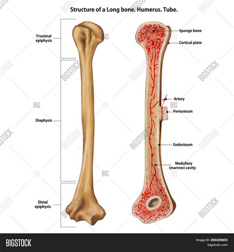 Labeling The Long Bone