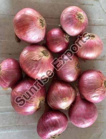 Fresh Garva Onion,Garva Onion,Fresh Garva Onion Suppliers in Maharashtra