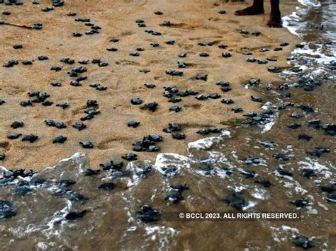 In Pics: Olive Ridley turtles begin a new journey - Making way | The ...
