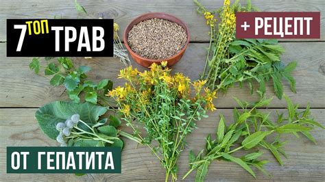 Какие травы можно пить для лечения заболеваний печени?