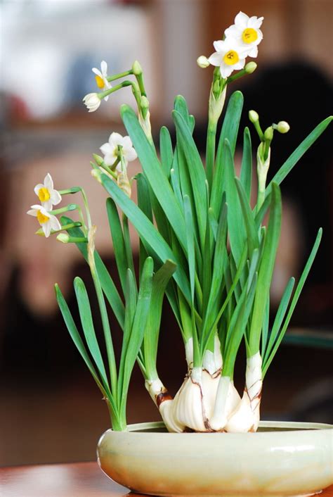 在中國家喻戶曉春節前後都能見到的植物-水仙 - 每日頭條