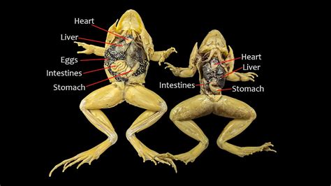 Frog Dissection Biology by Me 的图像结果