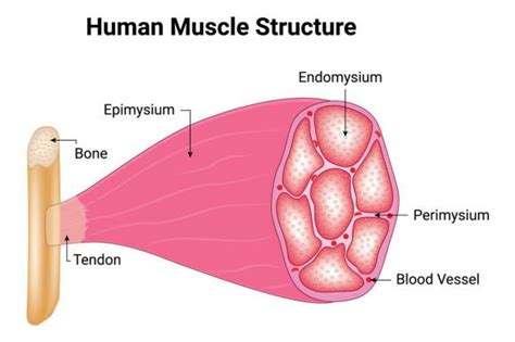Image result for Muscle Structure and Function