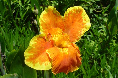 What Is Yellow Orange Flower at Maddison Cadman blog
