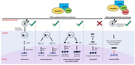 Transposable Elements: Epigenetic Silencing Mechanisms or Modulating Tools for Vertebrate ...