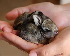 Image result for Wild Baby Bunnies in Western NC