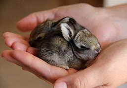 Image result for Wild Baby Cottontail Rabbits