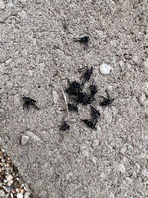 Lantern Fly Nymph 的图像结果