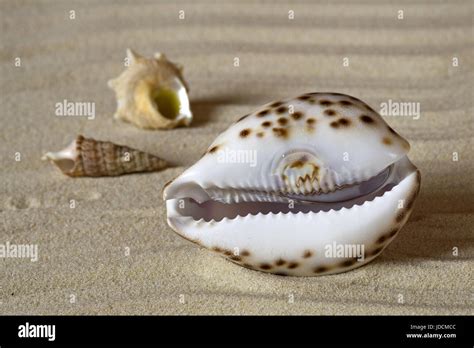 Seashells 的图像结果