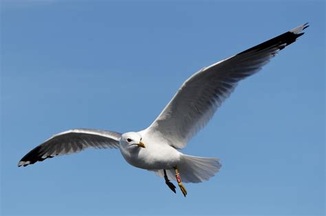 Image result for Flying Contraptions