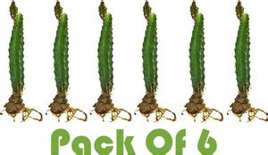 PB REBA PLANT Dragon Tree Price in India - Buy PB REBA PLANT Dragon ...