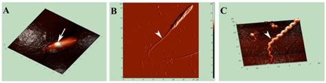 Phenotypic Polymorphism in Two Endosymbiotic Bacteria of the Ciliate ...