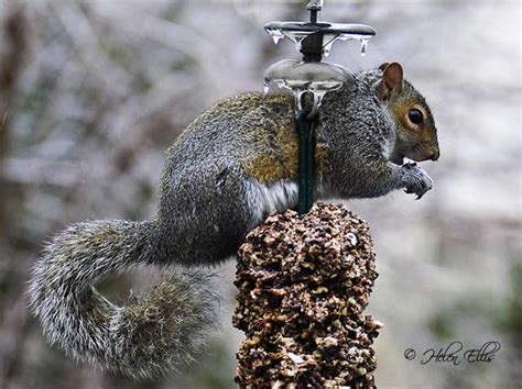 Image result for Squirrel Tree Guard