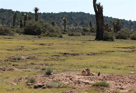 Diversidad en México: Estos son algunos de los biomas que se encuentran ...